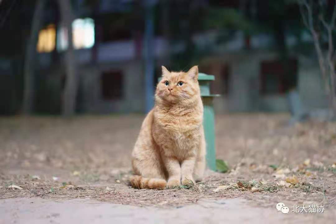 adopt