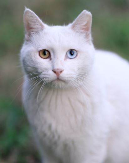 小橘子